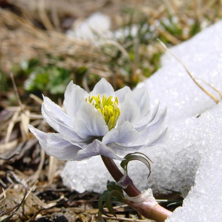 疆域宝新疆天山雪莲花正品15年中药材滋补泡酒泡茶冰山雪莲花特级